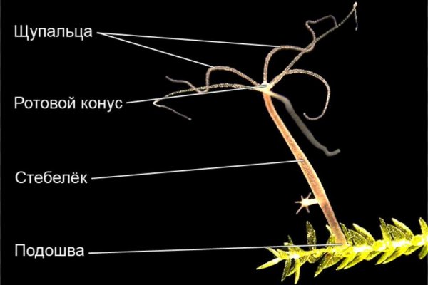 Как попасть на сайт кракен