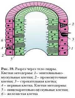 Кракен даркнет маркет